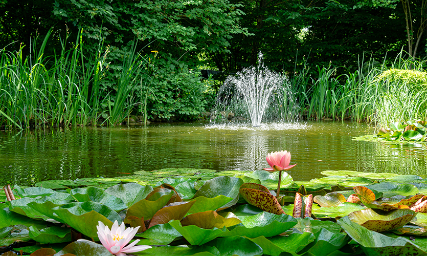 Welche Sauerstoffpumpen für meinen Teich?