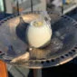 solar betriebene vogeltränke solar powered bird bath